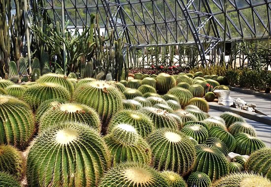 Die beeindruckende Sammlung von Pflanzen im Botanicactus