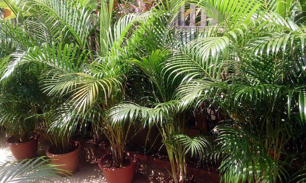 Palmen – Eine Bereicherung für Ihre Finca