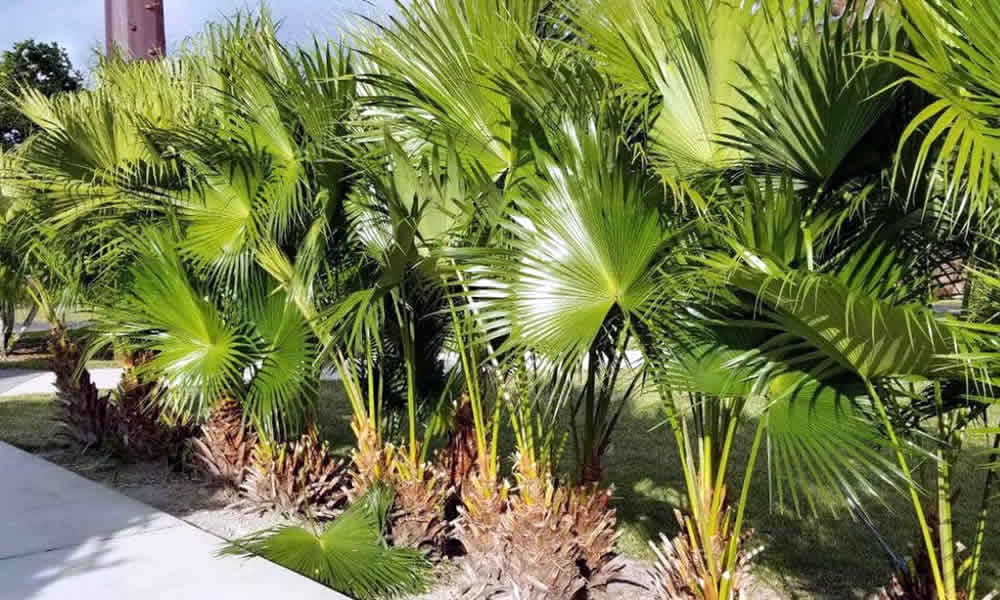 Pflegetipps für gesunde Palmen
